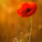 Ein Mohn im Kornfeld