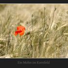 Ein Mohn im Kornfeld