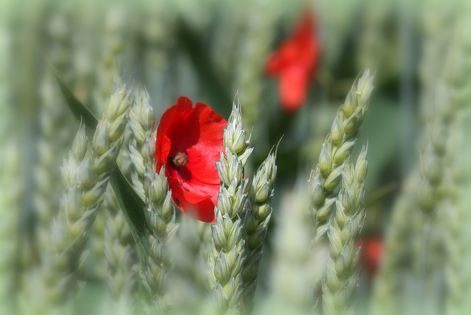 Ein Mohn im Kornfeld....