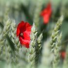 Ein Mohn im Kornfeld....