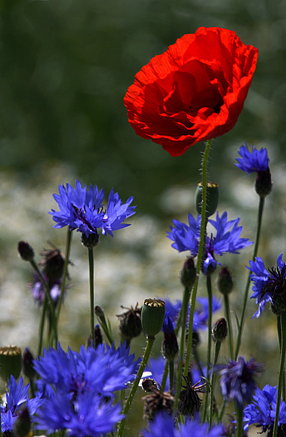 ein Mohn im Kornfeld