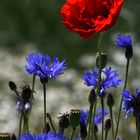 ein Mohn im Kornfeld