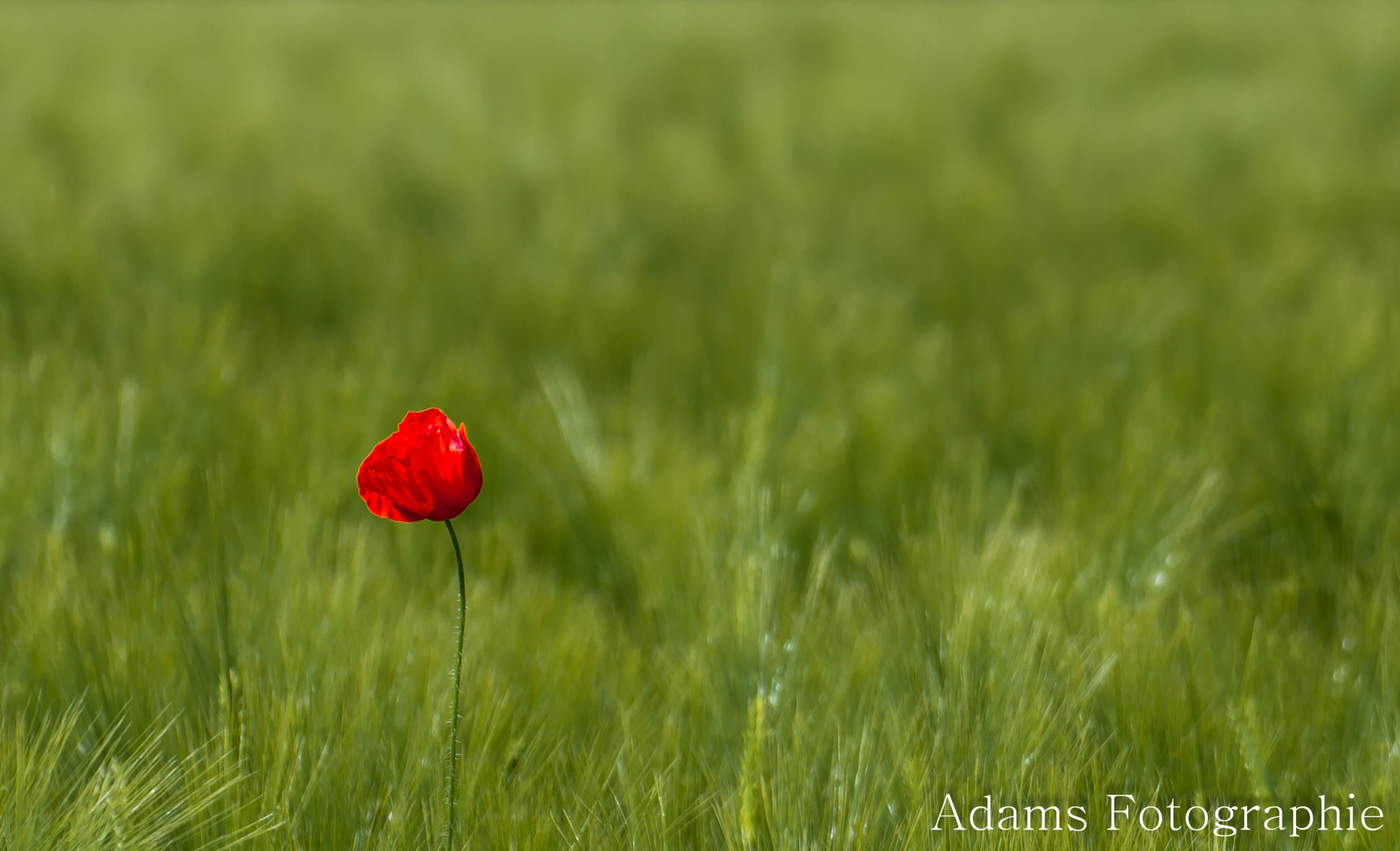 Ein Mohn im Kornfeld