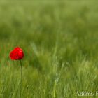 Ein Mohn im Kornfeld