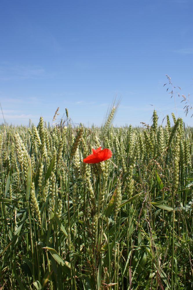 Ein Mohn steht ...