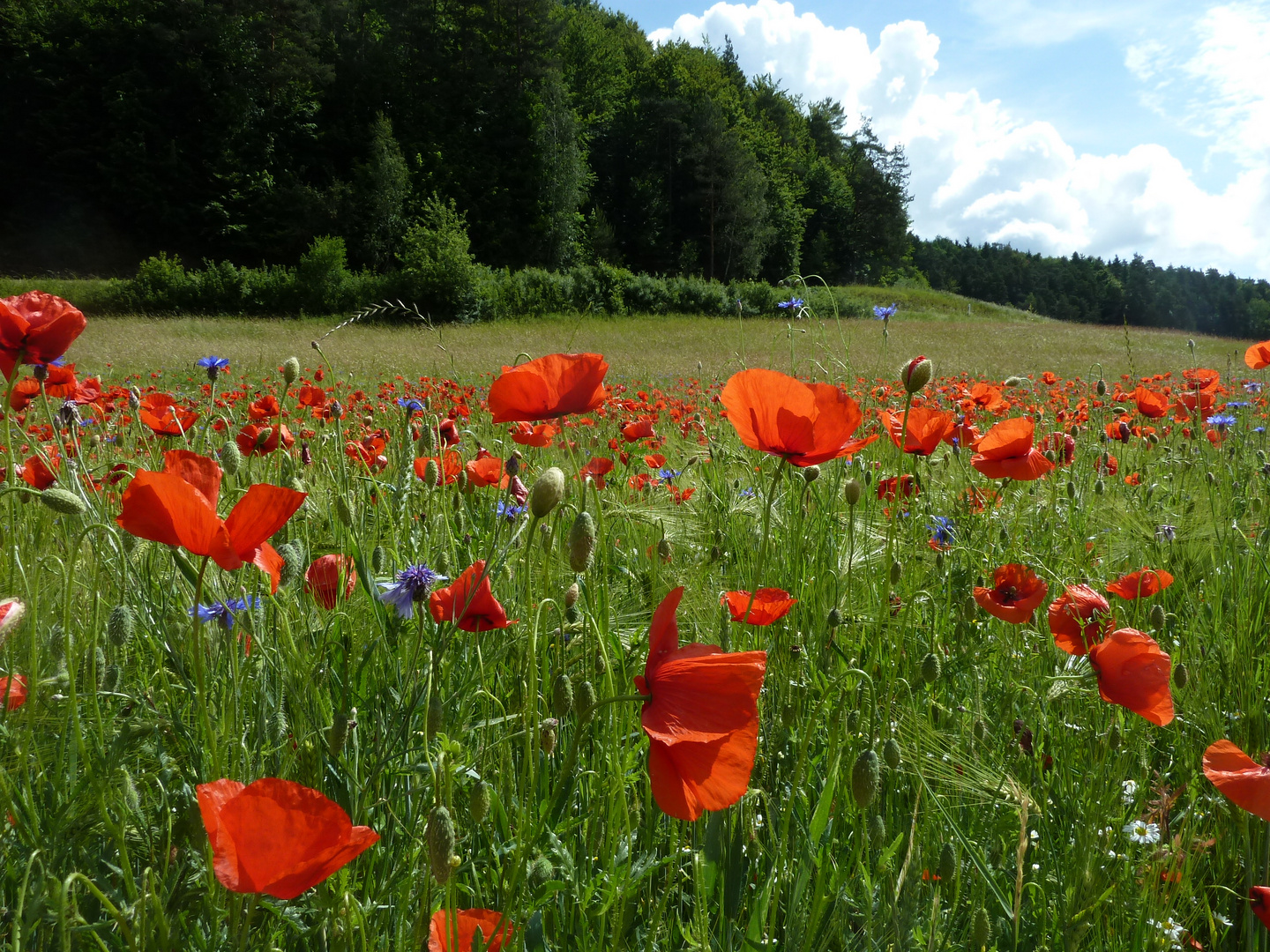 Ein Mohn- und Kornblumenfeld