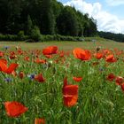 Ein Mohn- und Kornblumenfeld