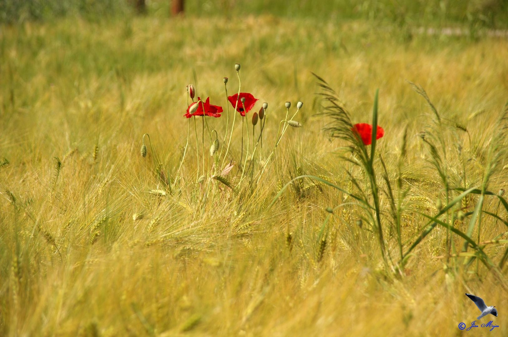 Ein Mohnblümchen im Kornfeld