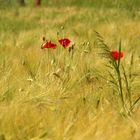 Ein Mohnblümchen im Kornfeld