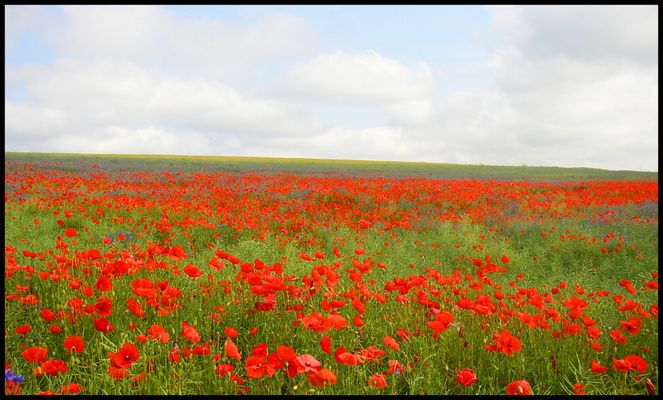 ... ein mohnblumen gegen schnee bild...