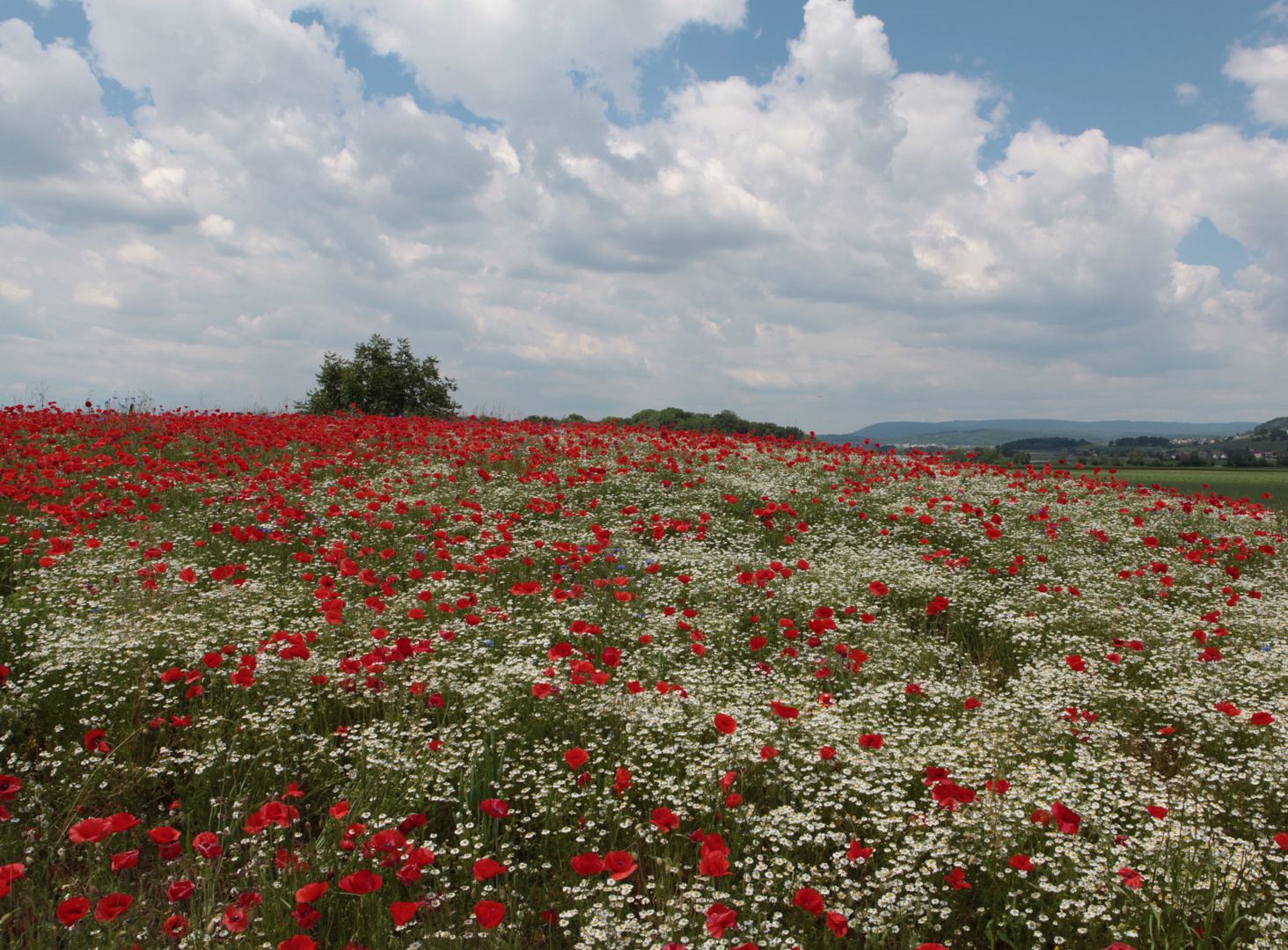 Ein Mohnfeld im Zürcher Weinland