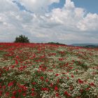 Ein Mohnfeld im Zürcher Weinland