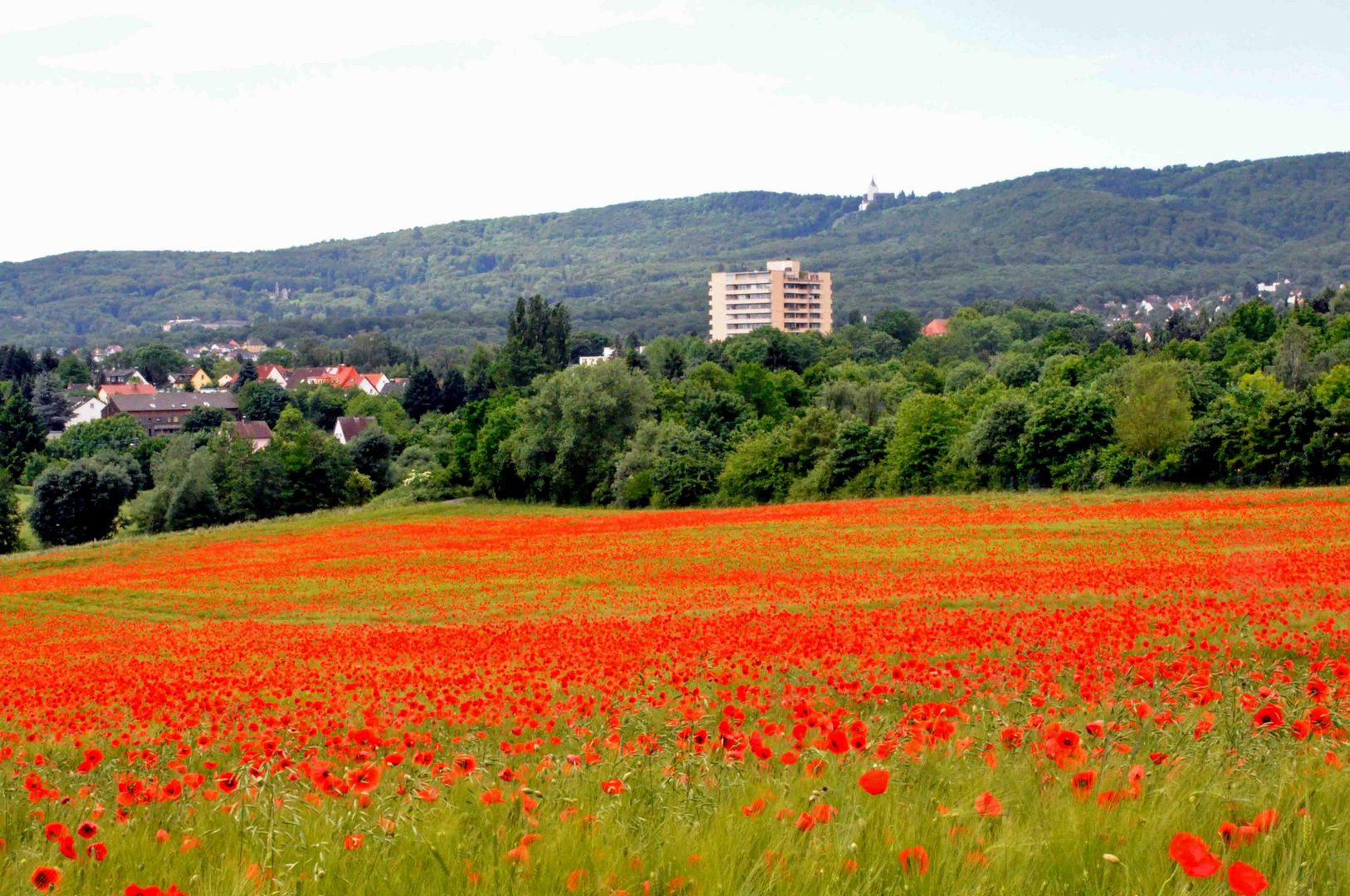 Ein Mohnfeld in Kassel