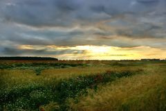 Ein Mohnfeld nach einem Sommerregen