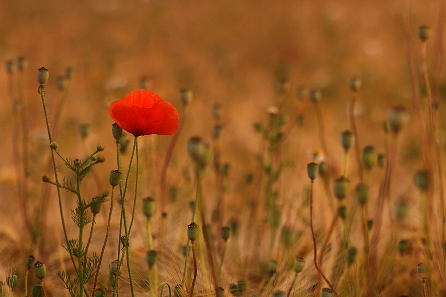 Ein Mohnfoto muss in diesem Sommer noch in das Portfolio