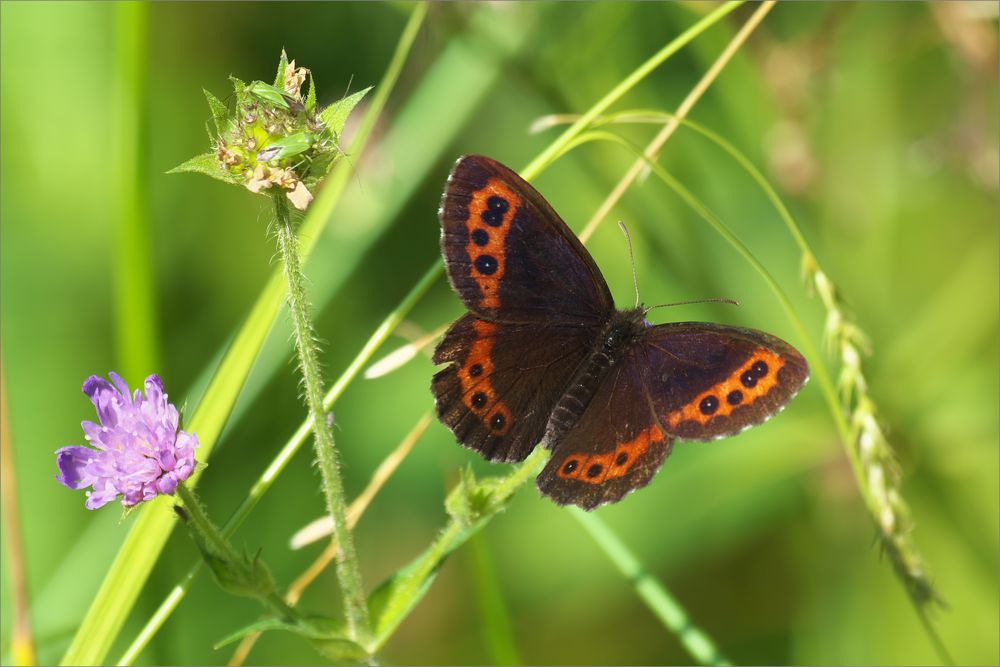 Ein Mohr Foto & Bild makro, natur, nahaufnahme Bilder auf