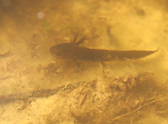 ein Molch...besser das wird noch einer :-)