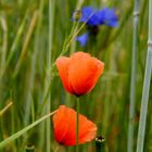 Ein Moment im Kornfeld - Sommeranfang 2015