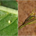 Ein Monarch wird geboren Teil I - vom Ei zur Raupe