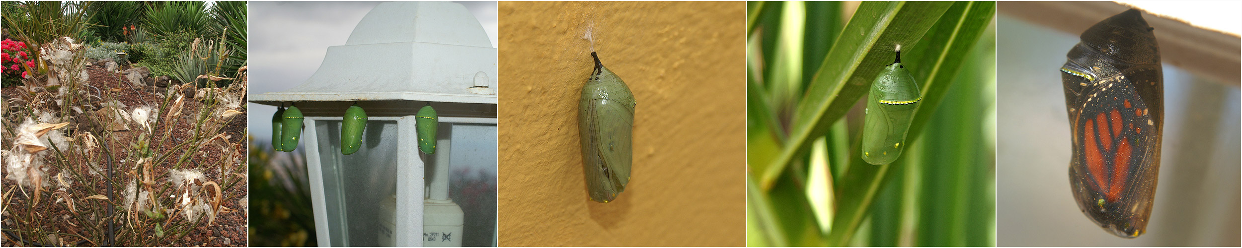 Ein Monarch wird geboren Teil II - Puppe