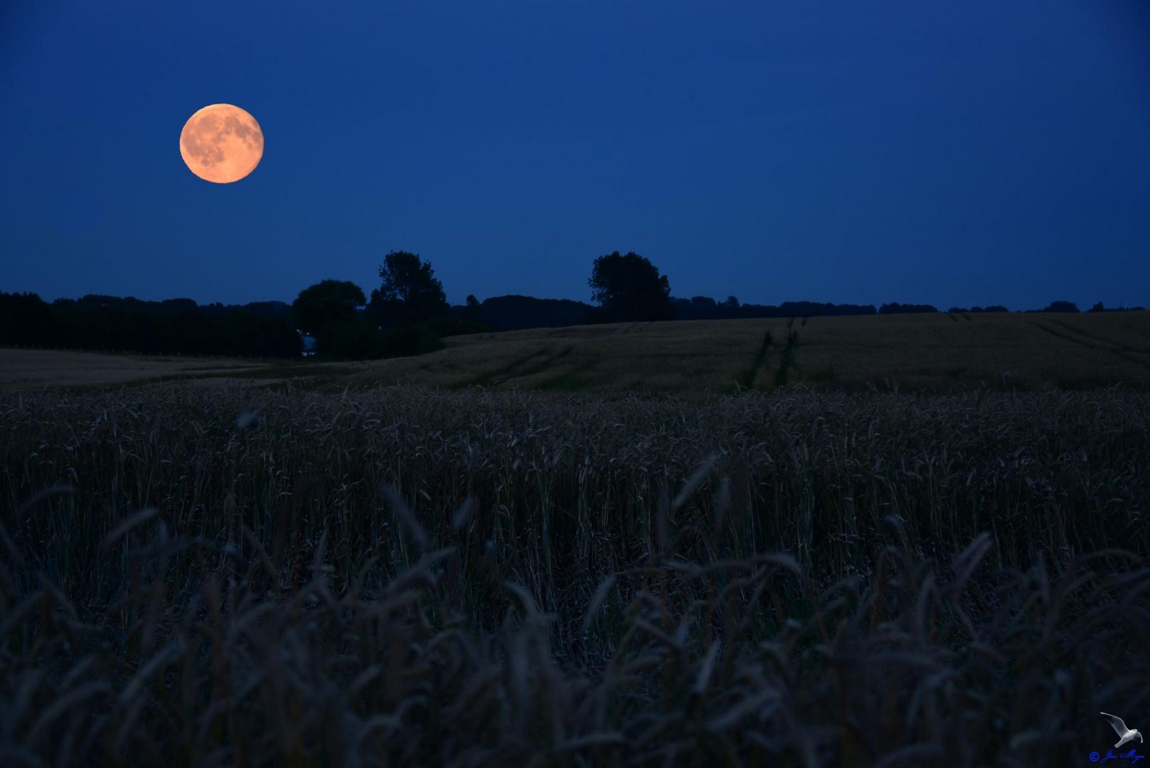 Ein Mond im Kornfeld