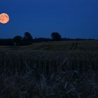 Ein Mond im Kornfeld