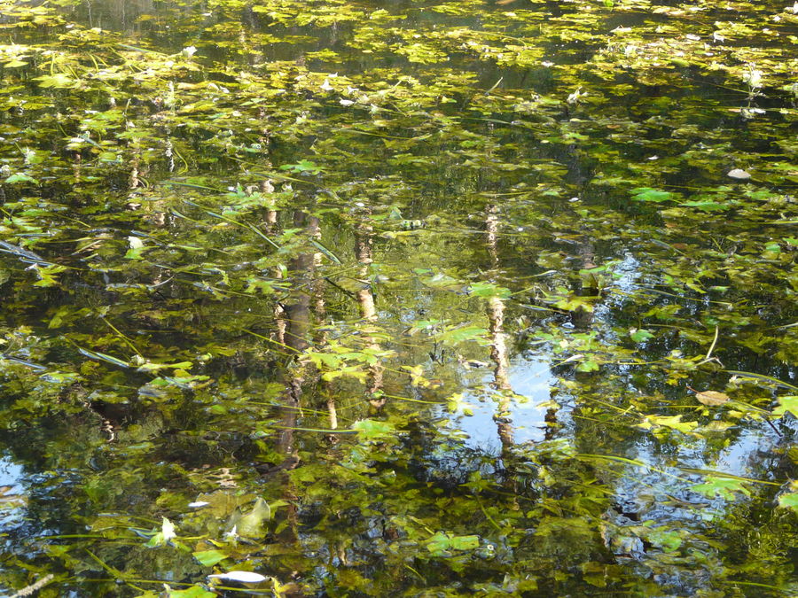 ein Monet ist´s nicht...