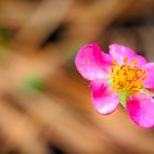 Ein Montag's Blümchen