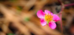 Ein Montag's Blümchen