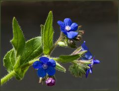 Ein Montagsblümchen