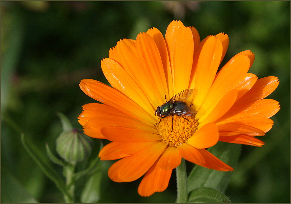 Ein Montagsblümchen !