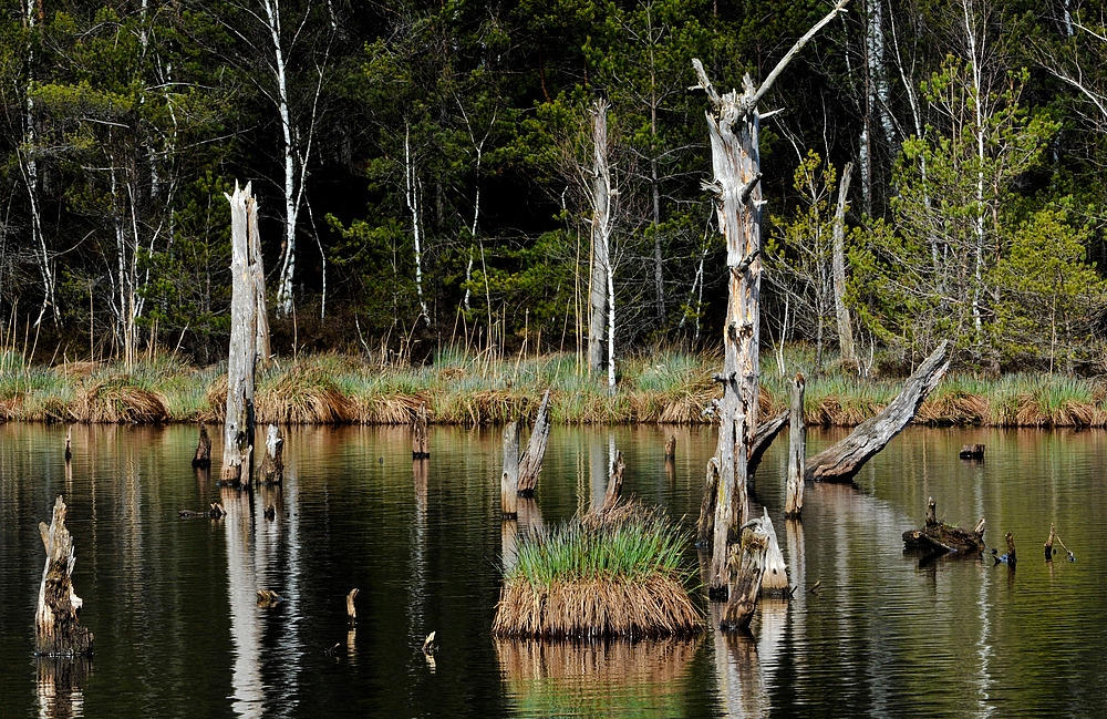 Ein Moor erwacht