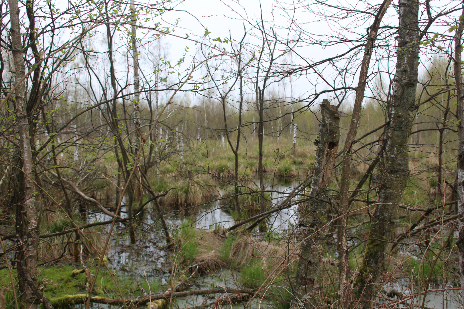 Ein Moor in Schleswig-Holstein