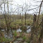 Ein Moor in Schleswig-Holstein