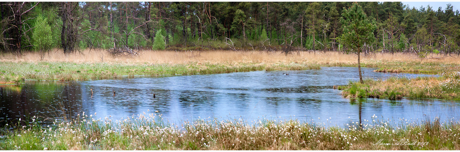 Ein Moorsee im Wald ...