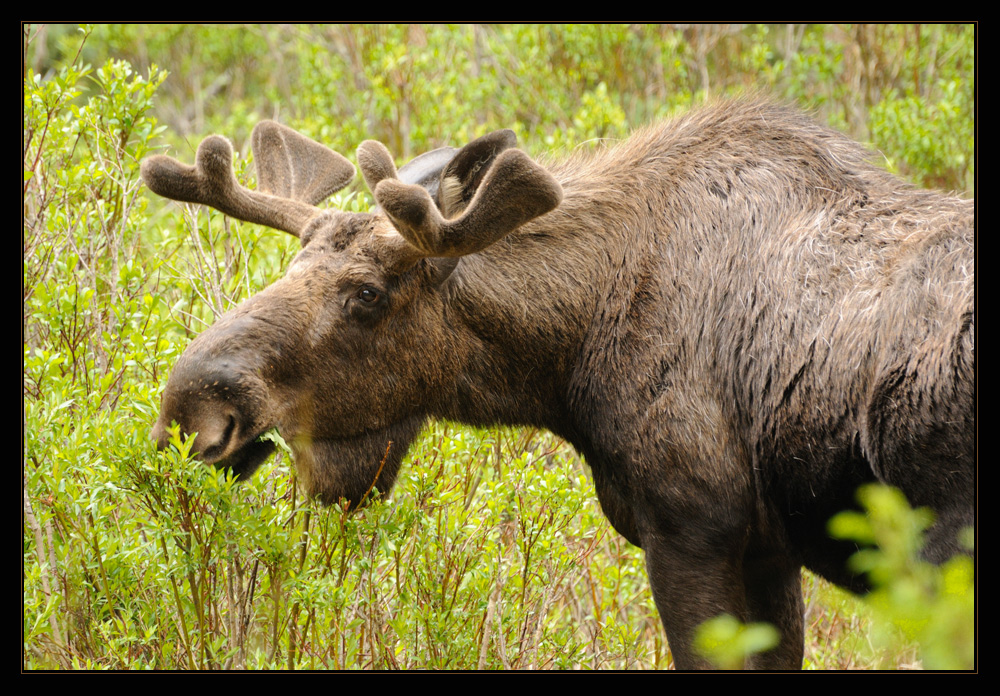 Ein Moose im Wald