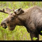 Ein Moose im Wald