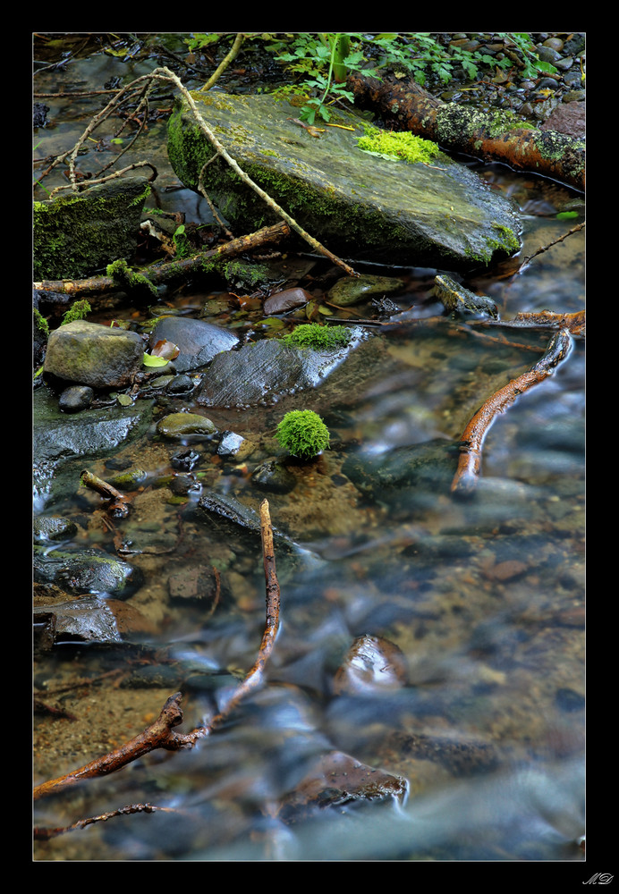 Ein "Mooslein" steht im Bach