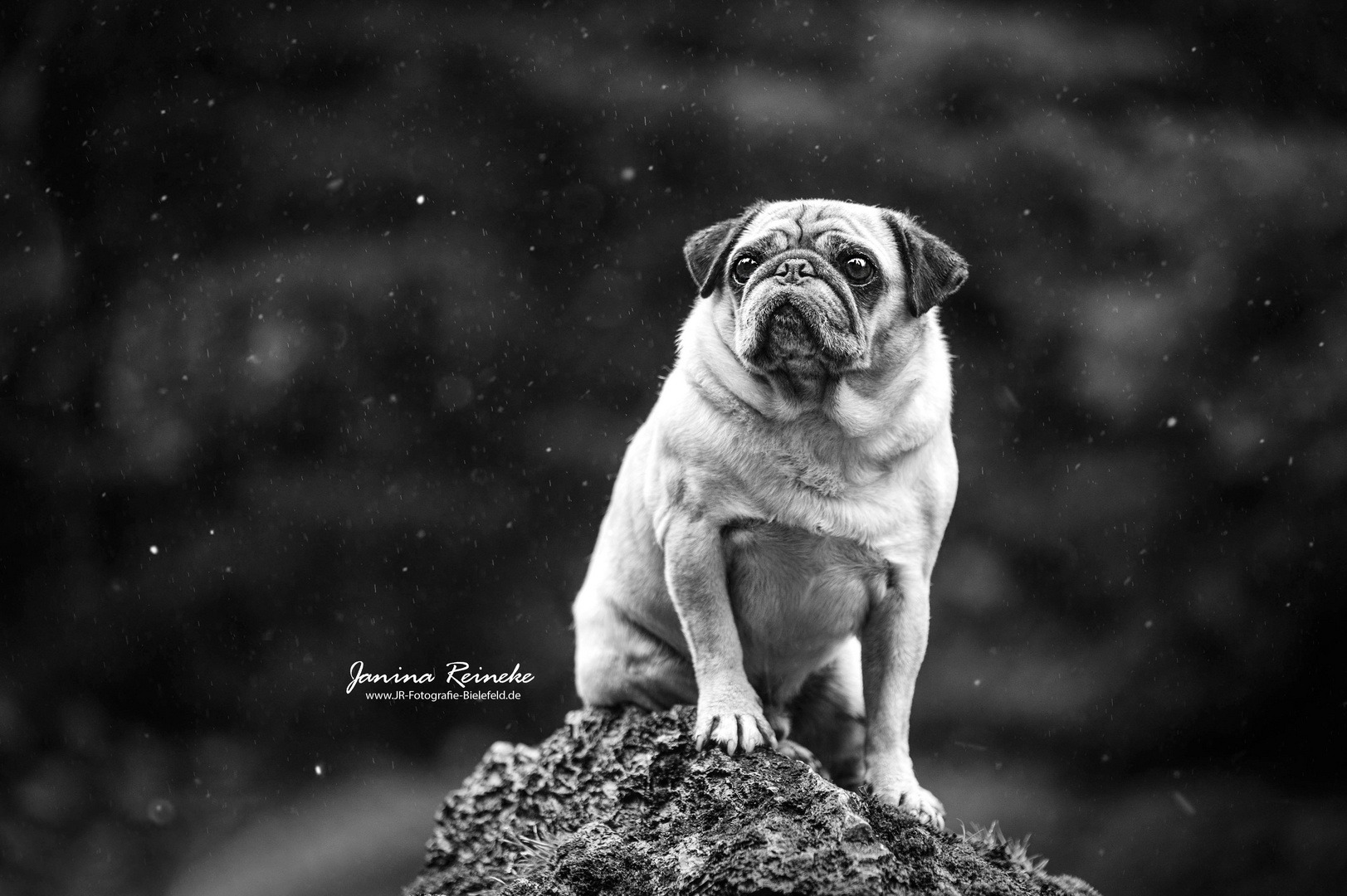 Ein Mops im Regen ;)