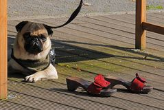 Ein Mops ohne Schuhe ist denkbar...