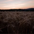 Ein Morgen am Kornfeld