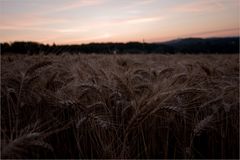 Ein Morgen am Kornfeld