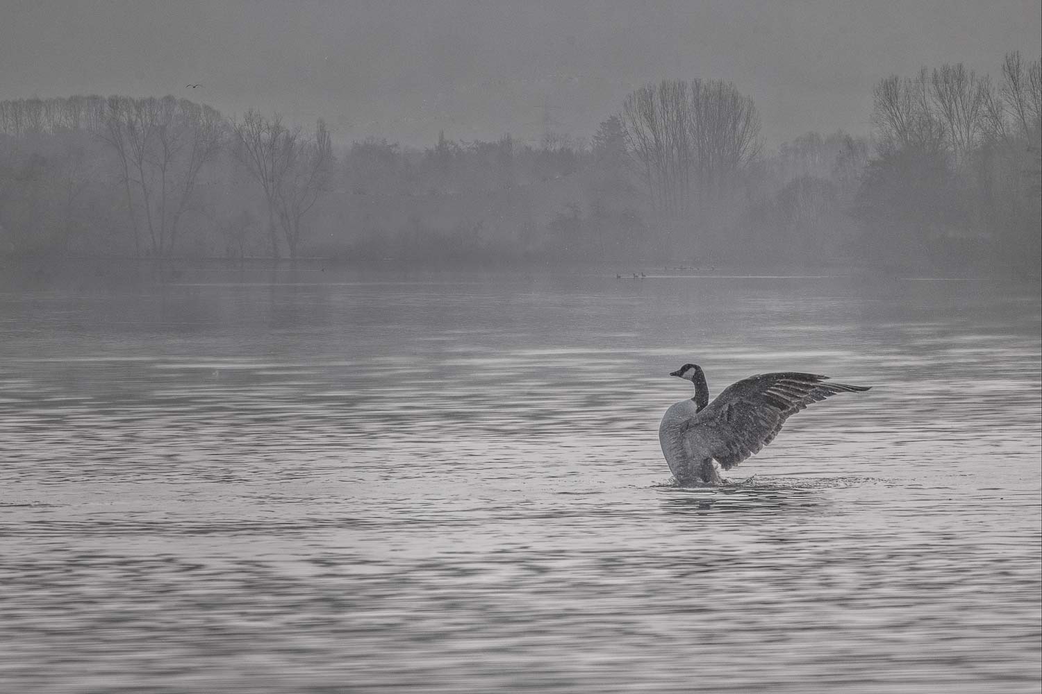  Ein Morgen am See