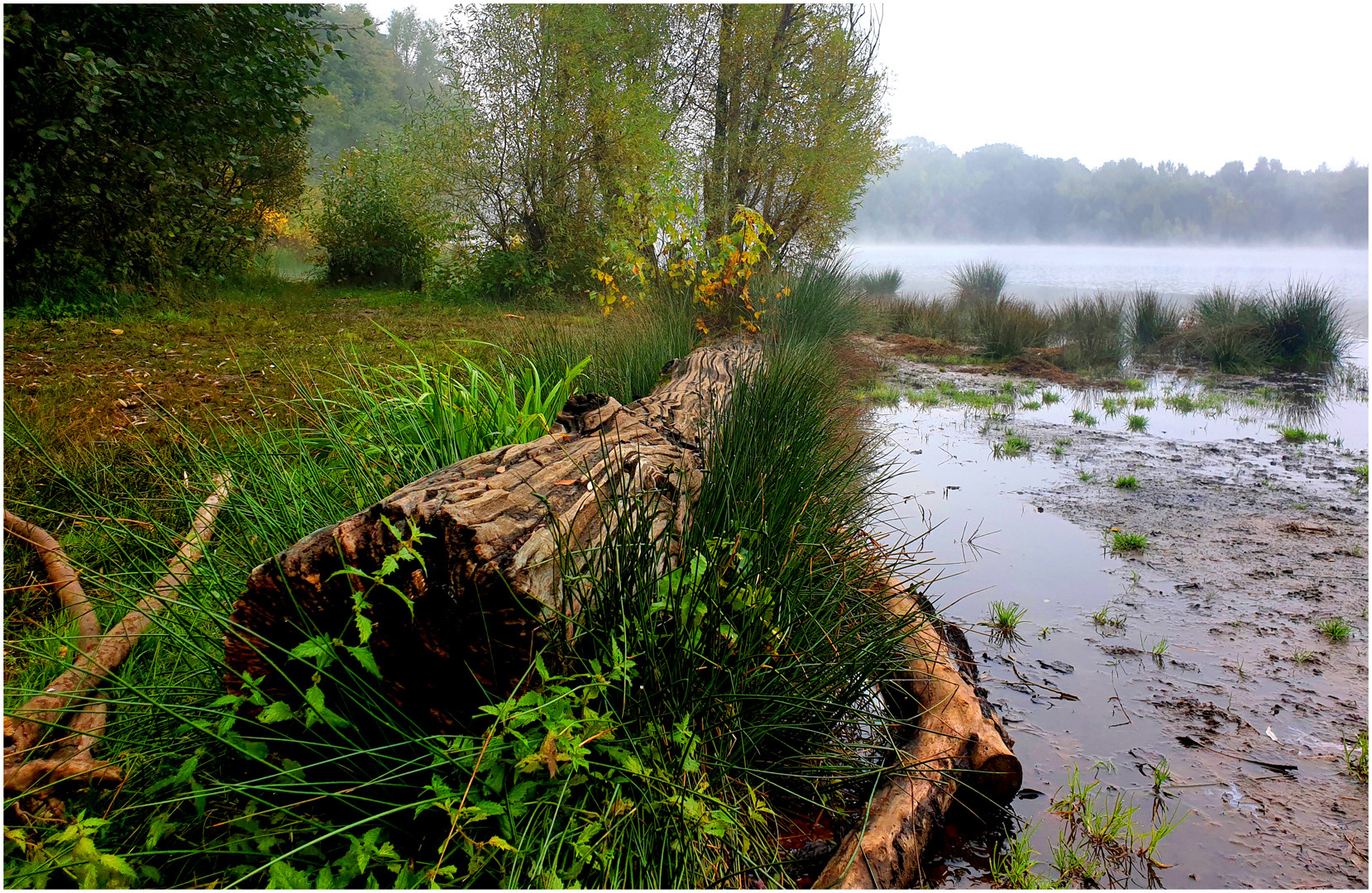 Ein Morgen am See (II)