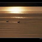 Ein Morgen am Starnberger See