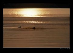 Ein Morgen am Starnberger See