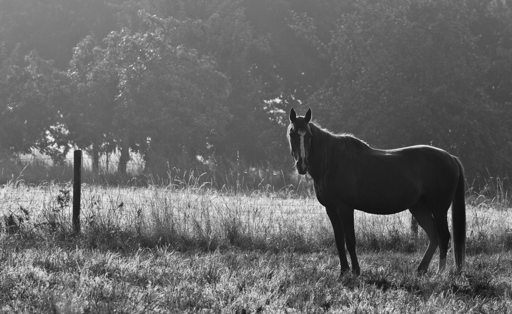 Ein Morgen im August