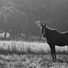 Ein Morgen im August