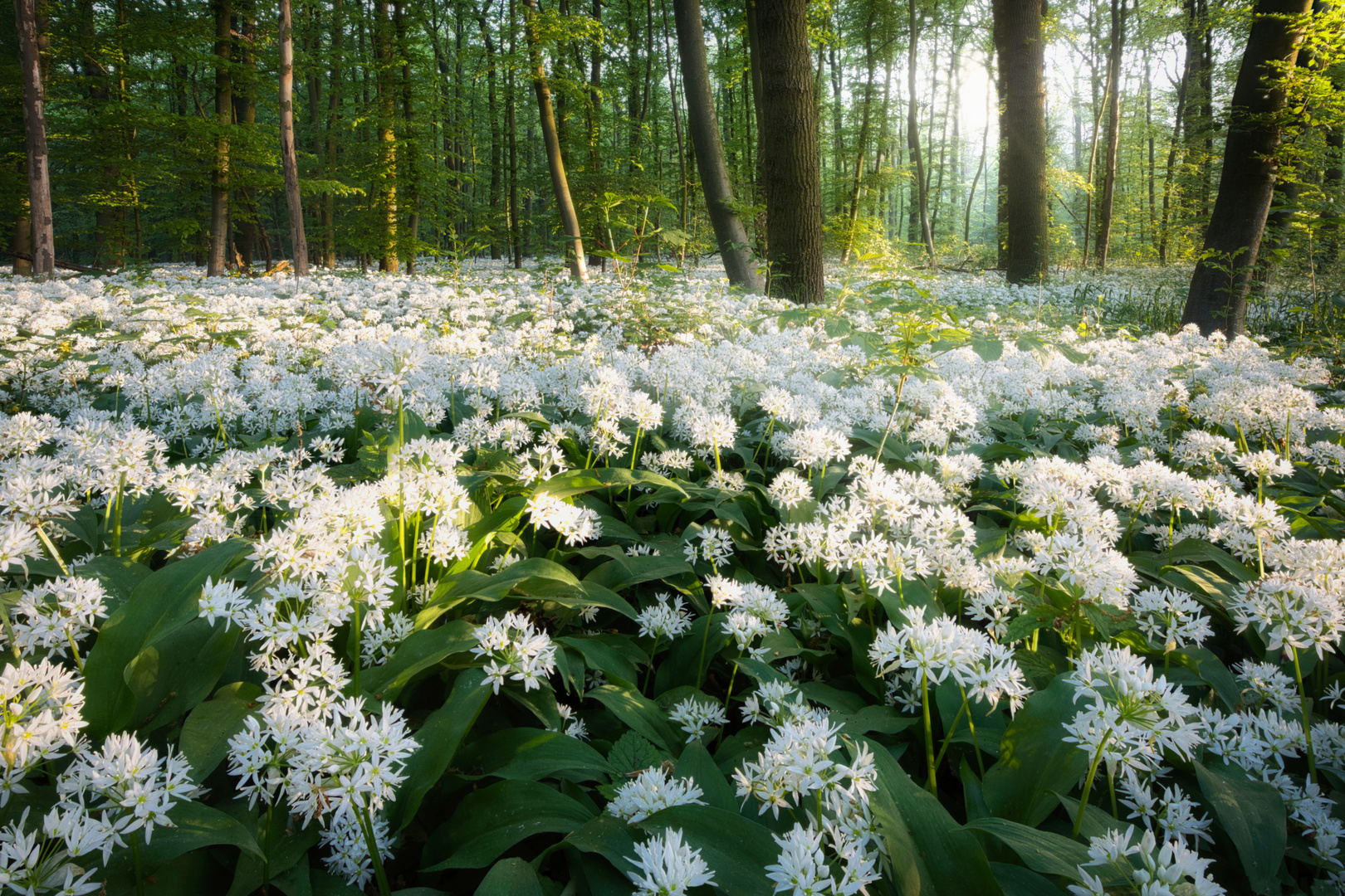 Ein Morgen im Bärlauchwald