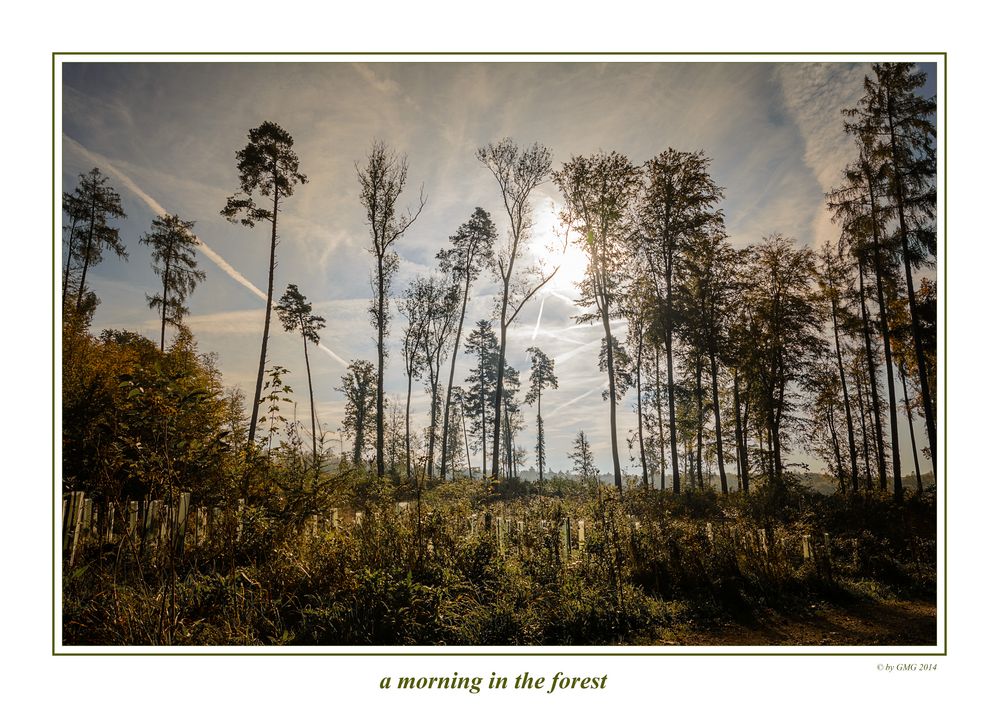 Ein Morgen im Hertener Wald